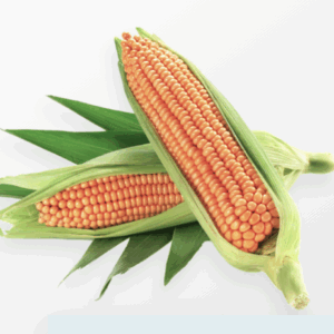 Maize
