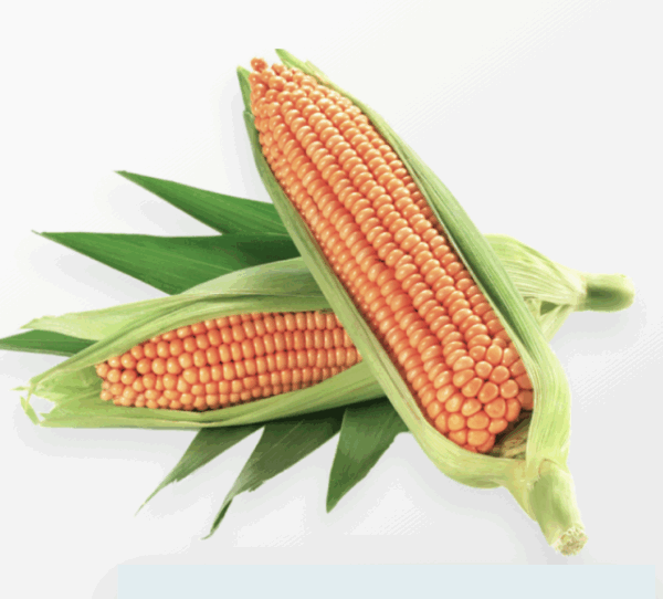 Maize