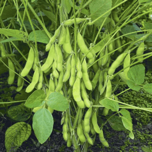 Soybean